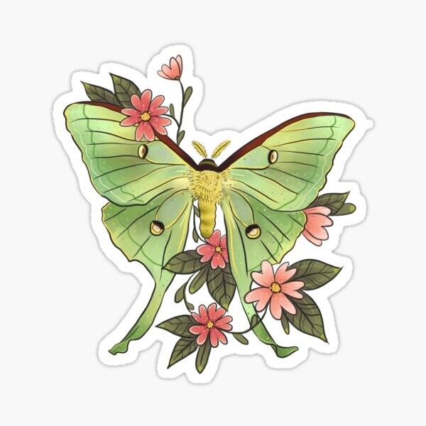 Actias Luna papillon vert tendre | Sticker