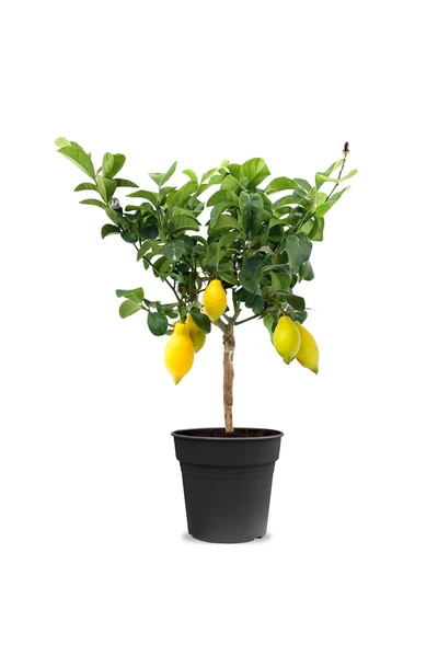 Un petit Citronnier 🍋