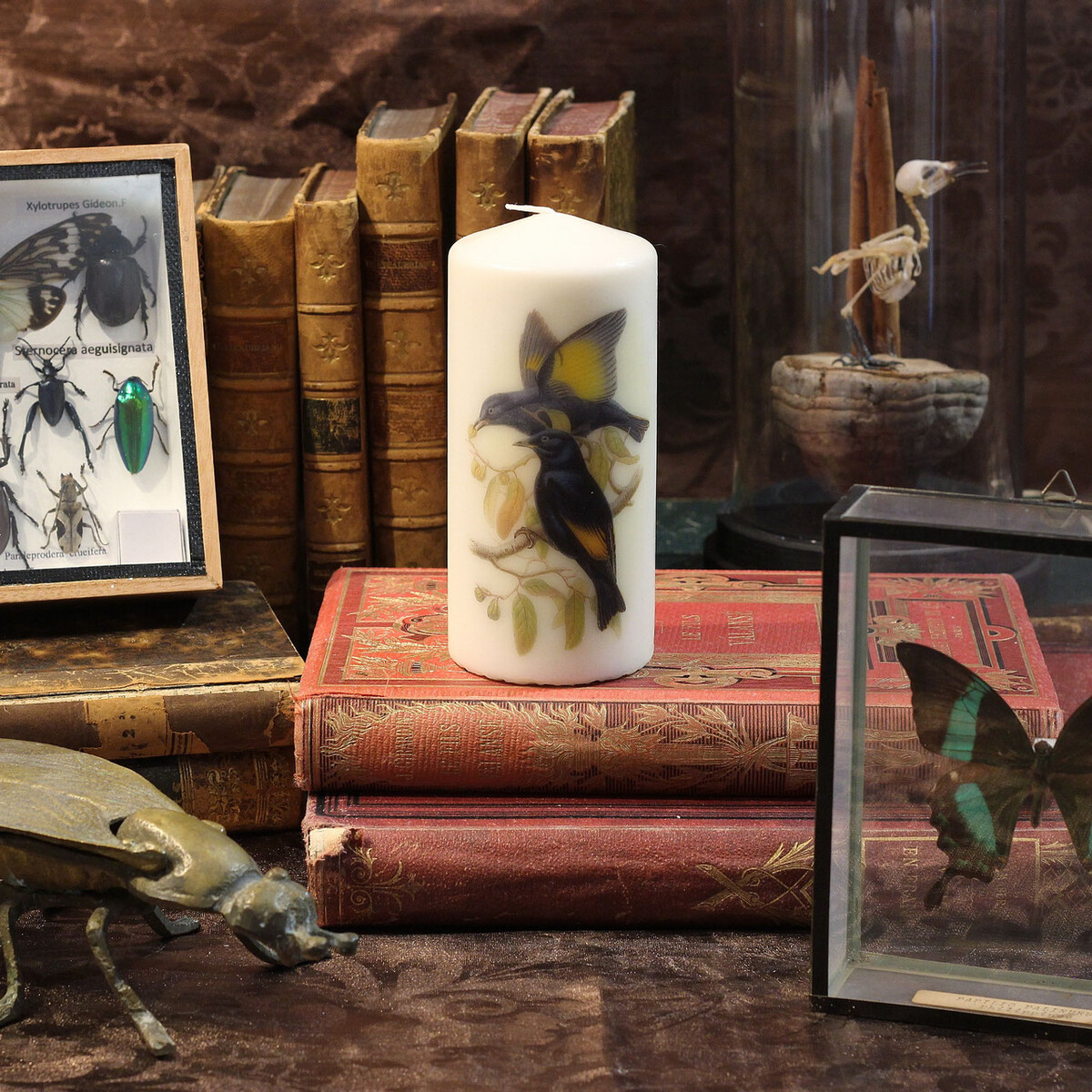 Oiseaux jaune & noir