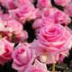 rosineim