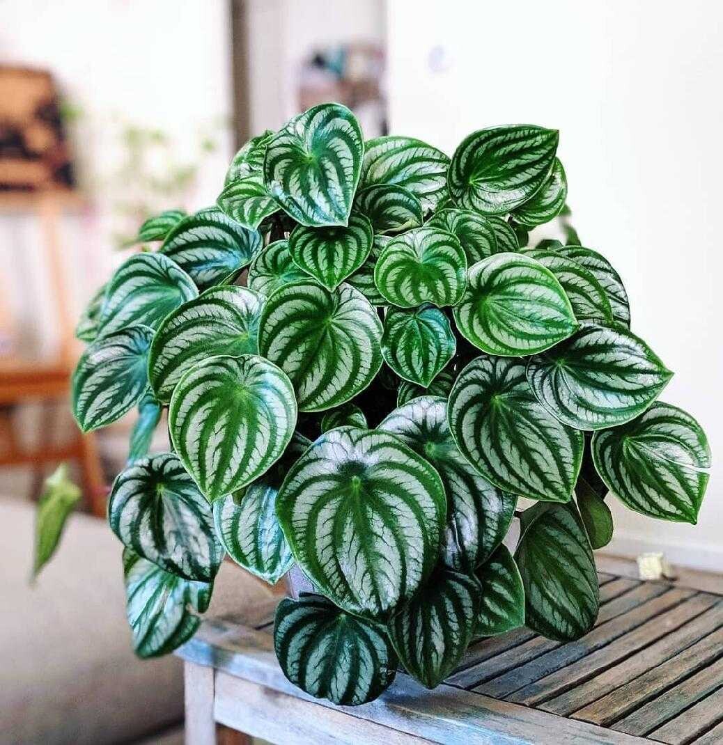 Watermelon Peperomia (Peperomia argyreia)