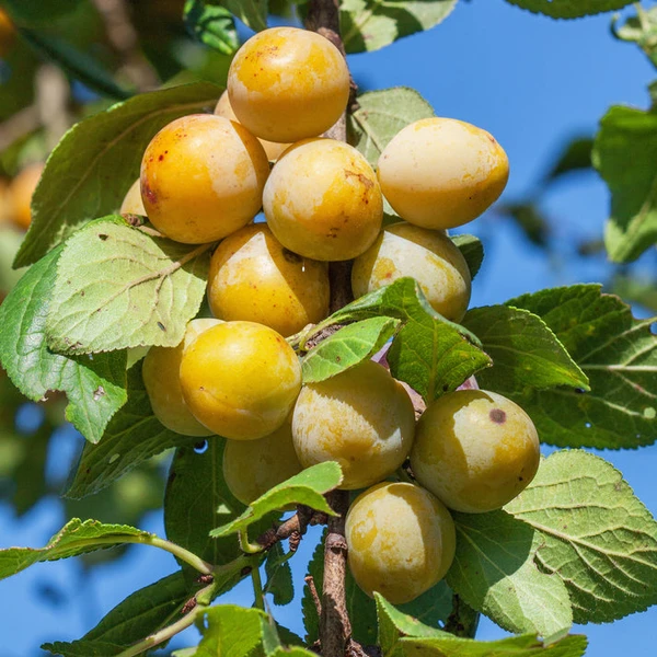 Prunier Mirabelle de Nancy