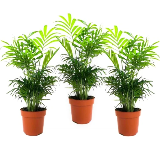 Chamaedorea elegans - Set de 3 - Palmiers nains - Top 12cm - Hauteur 30-40cm - Plant in a Box - Gamm vert