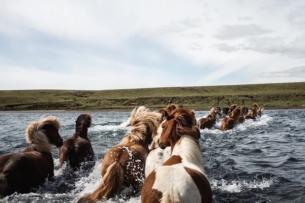 Voyage en Islande - Hekluhestar