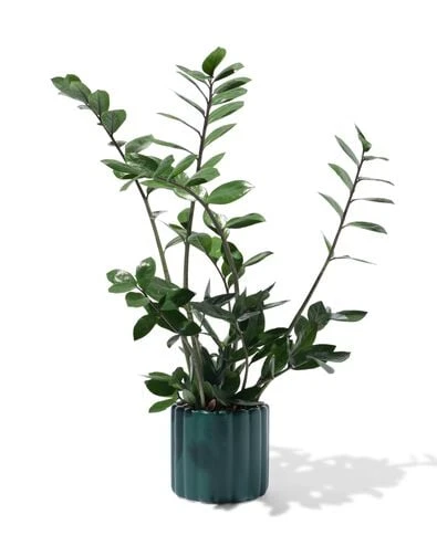 cache-pot Ø 12 x 13 cm nervuré vert foncé