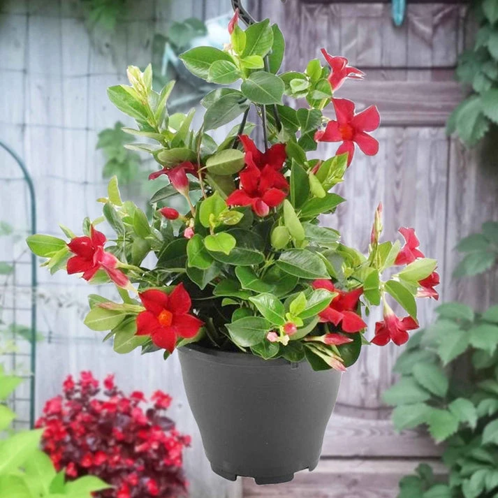 Dipladénia rouge
