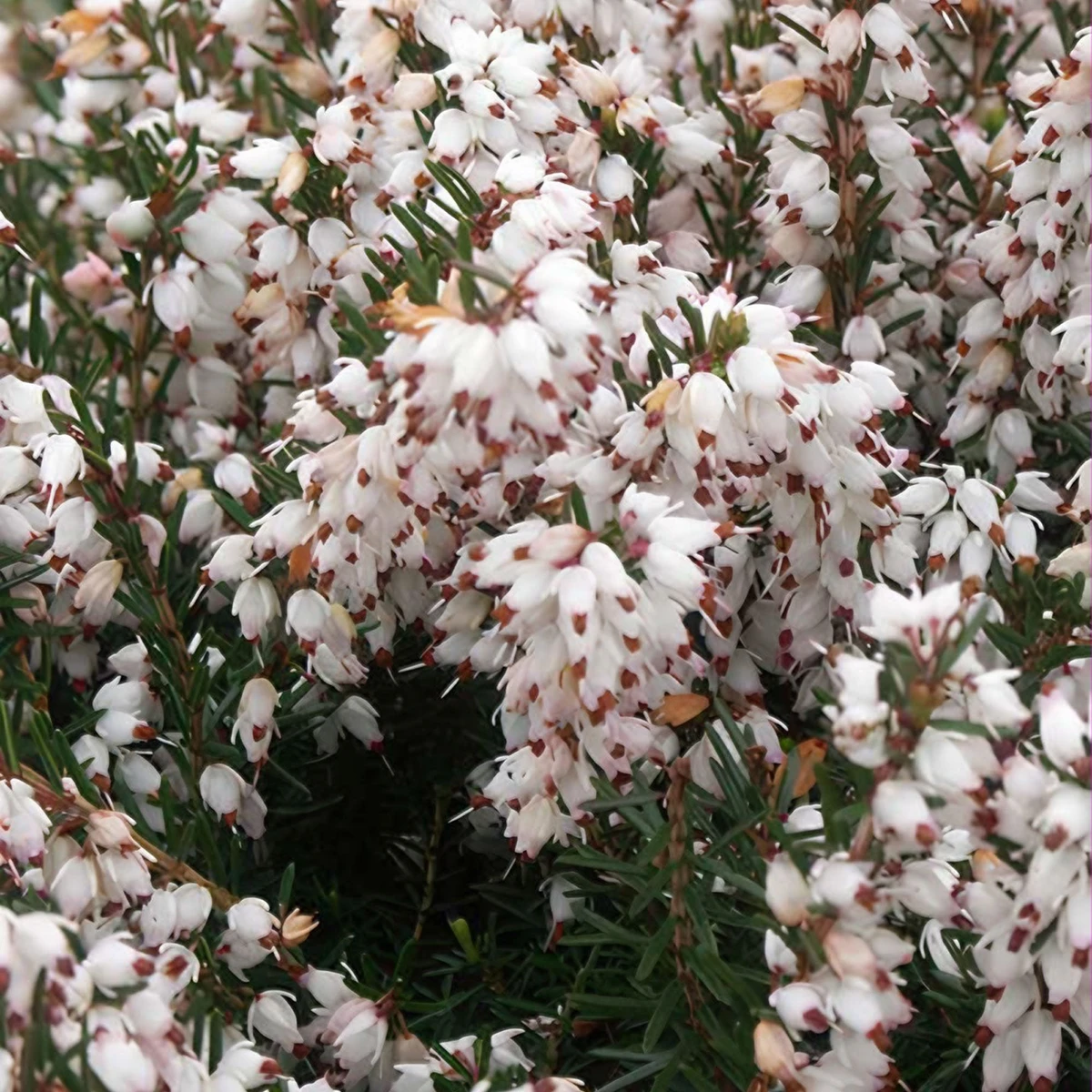 Bruyère d'hiver Silberschmelze