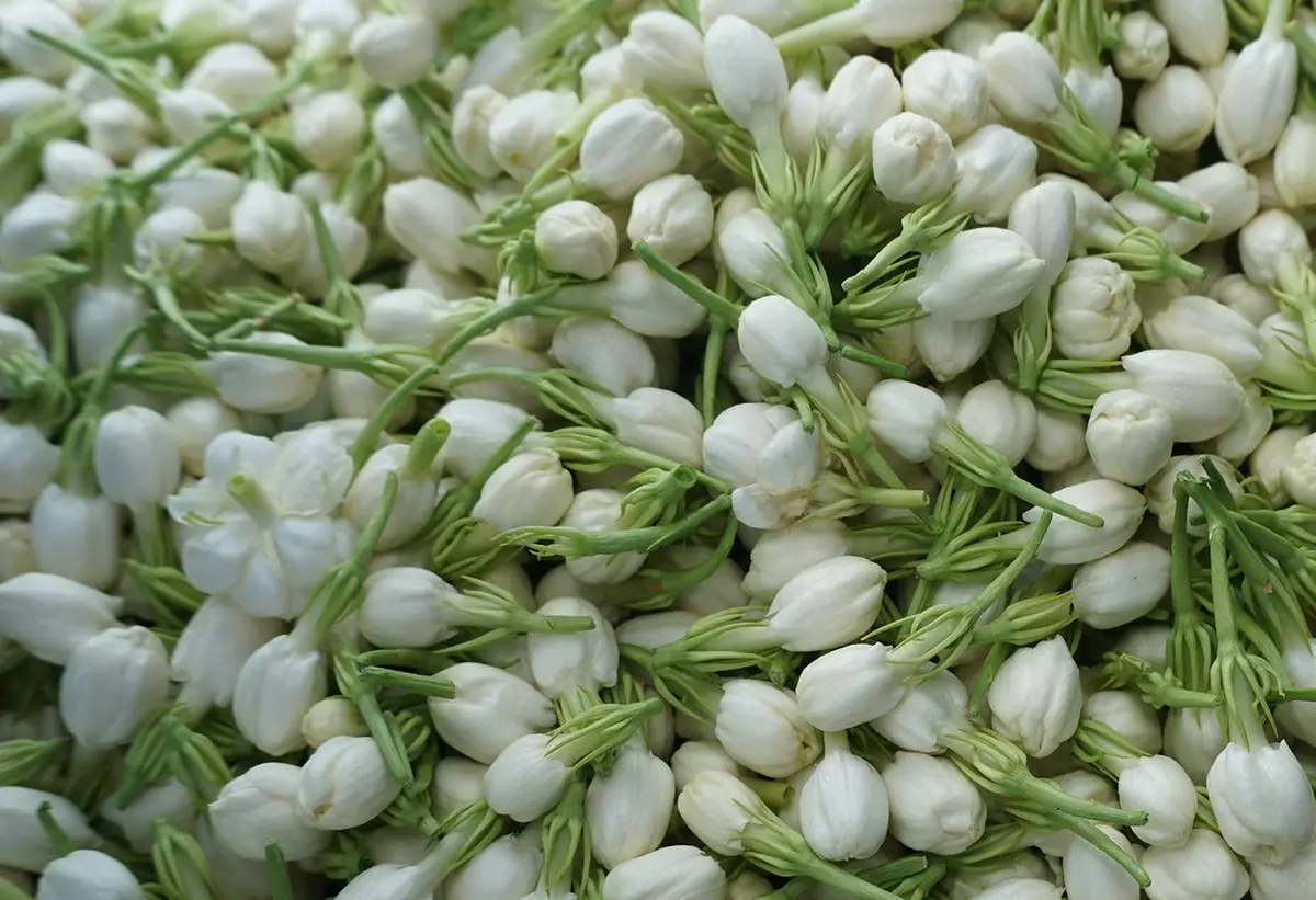 Thé parfumé Vert - Mandarin Jasmin
