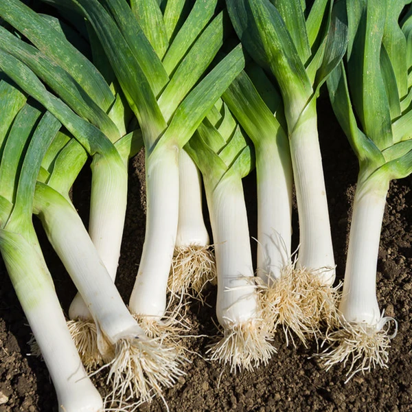 Poireau 'De Carentan 2'