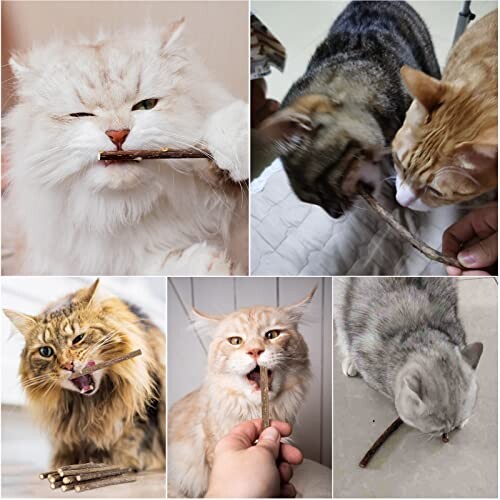 10 Bâtons Jouets d'herbe à Chat Naturel Matatabi,Jouets Mâcher de Chat en Bois Naturel,pour Favoriser des Dents Saines et Traiter la Mauvaise Haleine chez Les Chats (10 PCS)