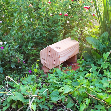 Gîte coccinelles | Nichoir coccinelles