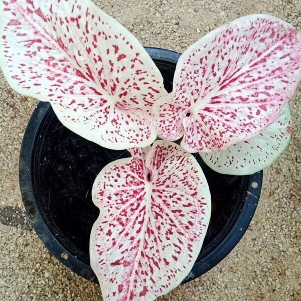 N'importe quel merveilleux Caladium à dominante rose 