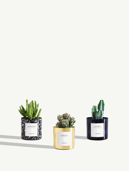 Coffret Trio plantes