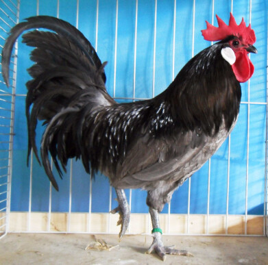 un coq Bresse-Gauloise 