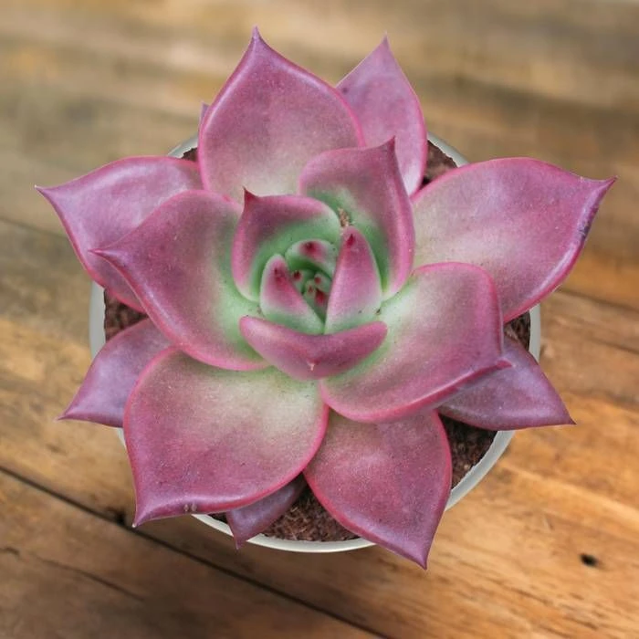 Echeveria Taurus