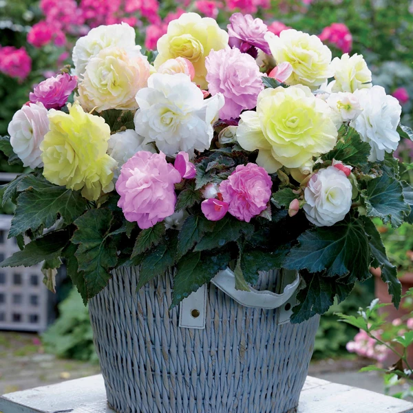4 bégonias pastel crème et rose