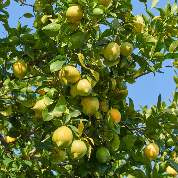 Citronnier Vulcan