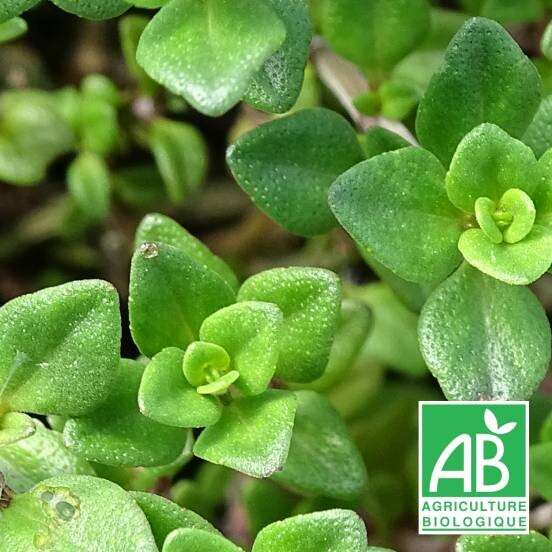 Thym citron BIO - Achat direct au producteur