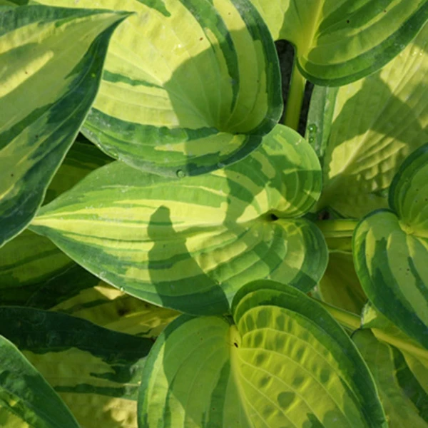 Hosta Great Expectations