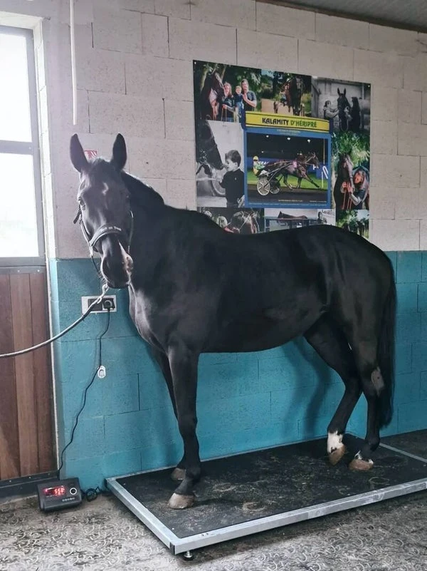 Balance de pesée pour chevaux