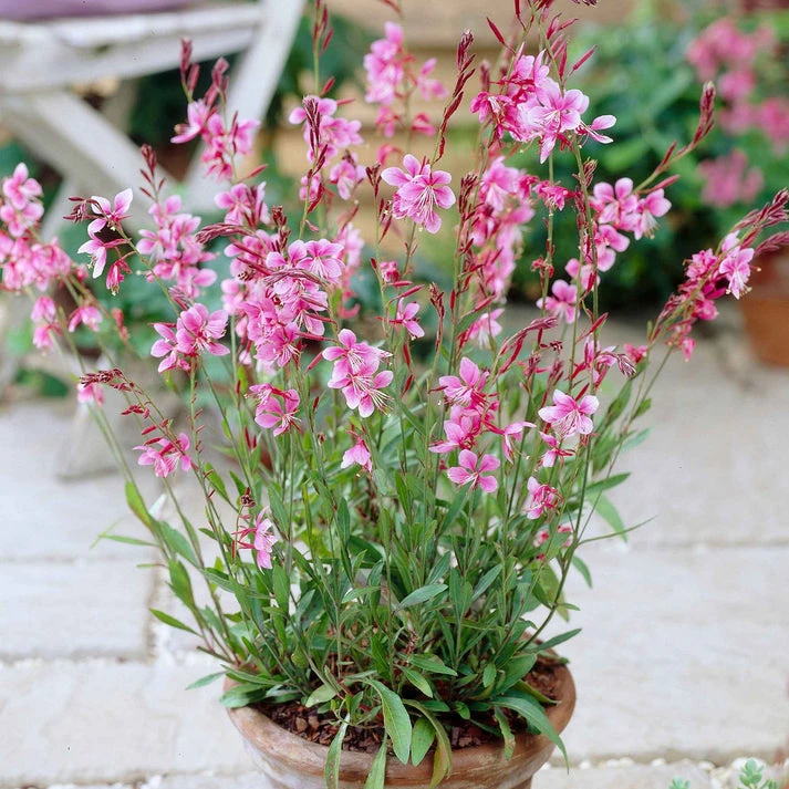 Gaura 'Siskiyou Pink'