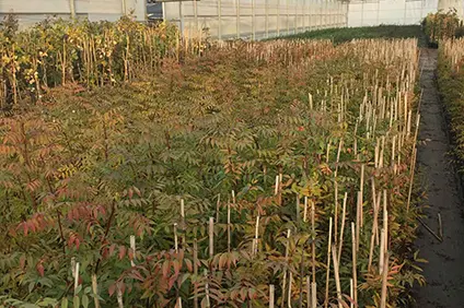 Portainjertos pistacho UCB1 - Agroforestales ESLA