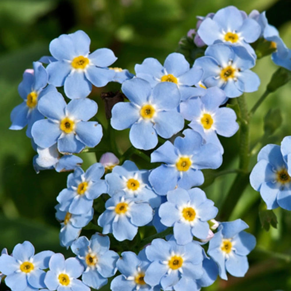 Myosotis des marais