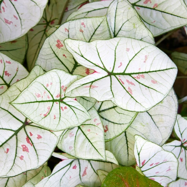Caladium Kelly