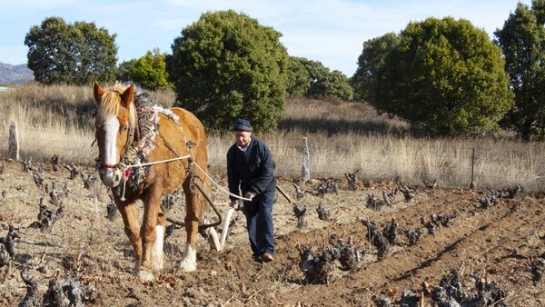 DOP Cebreros, el territorio - DOP Cebreros