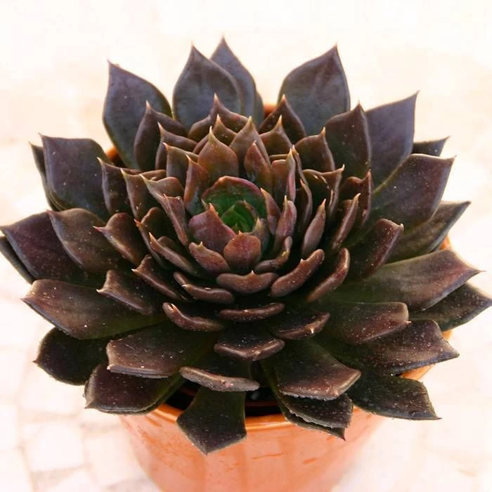 Echeveria Serana