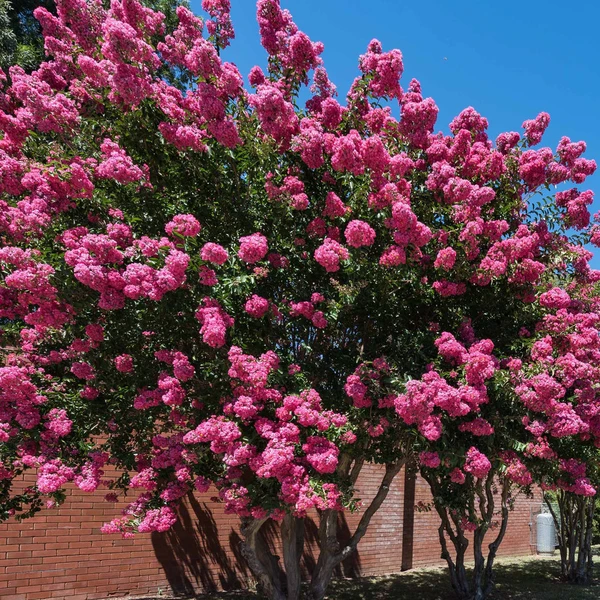 Lilas des Indes rose