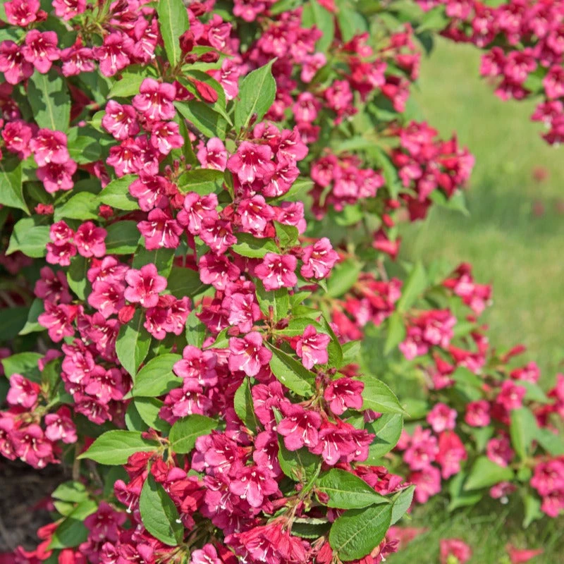 Weigelia Bristol Ruby