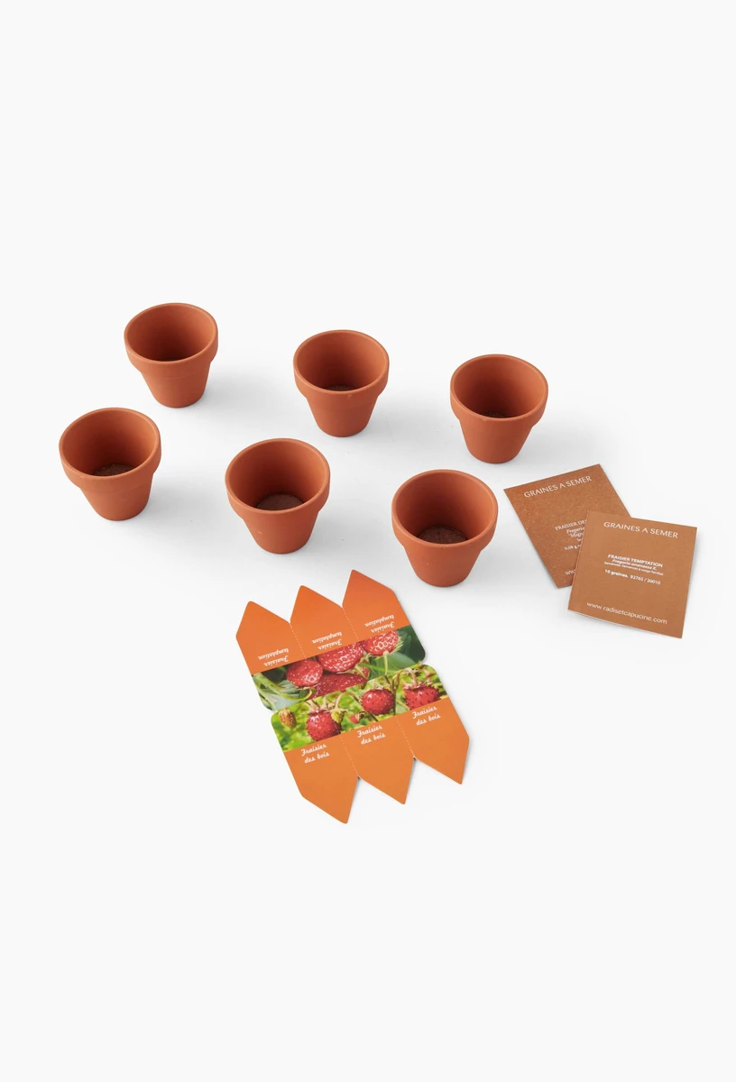 Lot de 6 pots de prêt à pousser de fraises, en terre cuite, BIO