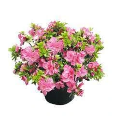 Azalea japonica H25/30 cm : pot 3 L - Coloris variables