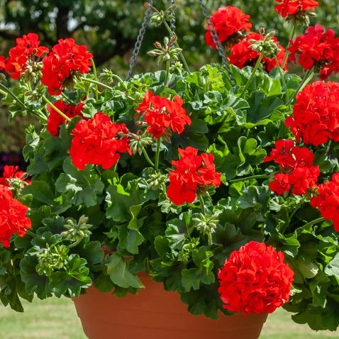 Géranium zonale rouge