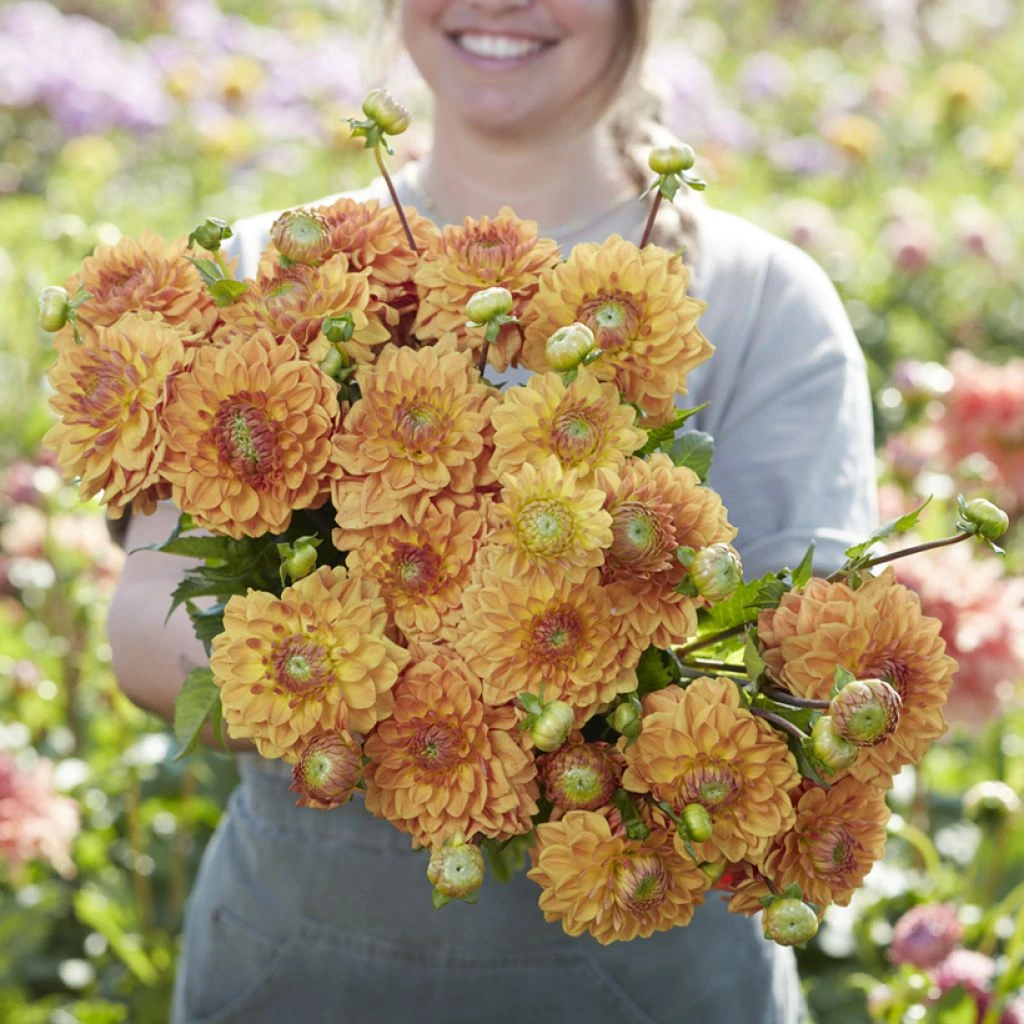 Dahlia Caramel - Décoratif à petites fleurs orange