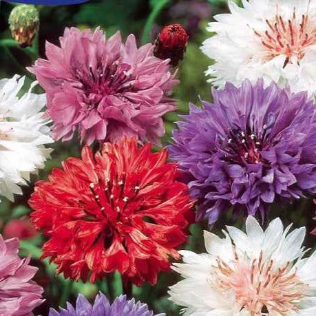 Centaurée à fleurs double en mélange