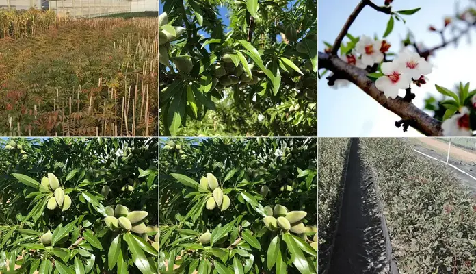 Agroforestal