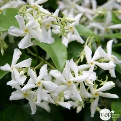 Trachelospermum jasminoides - pot 3L