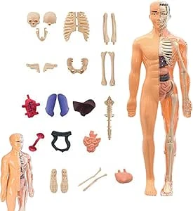 Modèle De Squelette Humain Pour Anatomie 3D | Structure Anatomique Corps Humain,Outil Pédagogique Éducatif pour 6 Ans Plus École Collège Étudiants Enseignants : Amazon.com.be: Industrial & Scientific