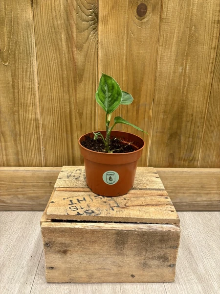 Hankō - Aglaonema Pictum Bicolor • 10,5 cm / 15 cm