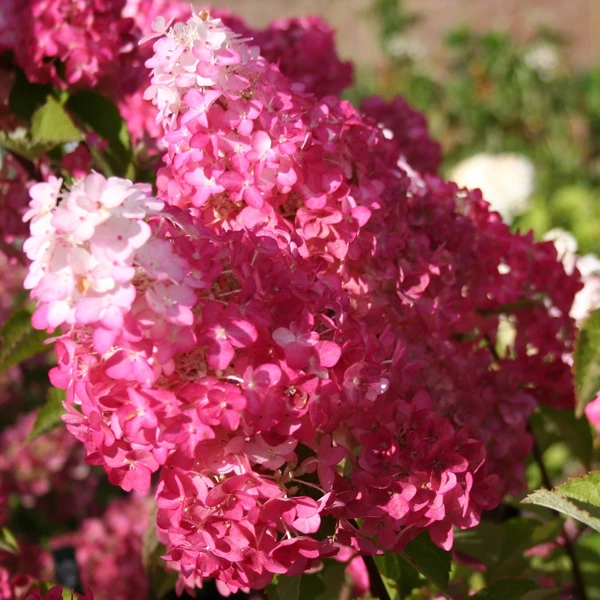 Hortensia paniculé Fraise Melba® Renba