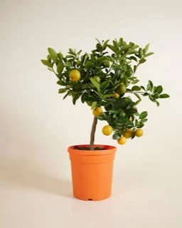 Yuzu