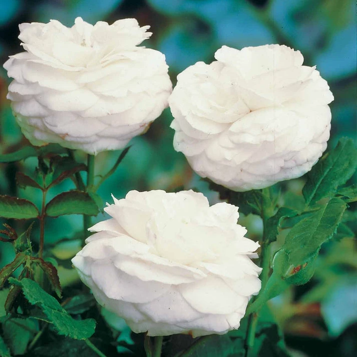 Rosier botanique Boule de Neige (Bourbon)