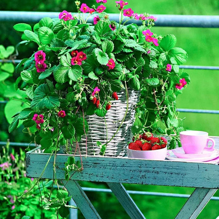 3 Fraisiers remontants à fleurs roses Toscana