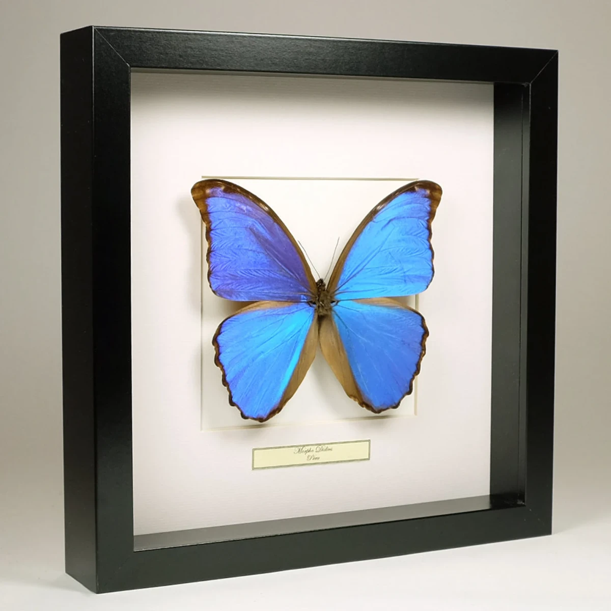 Morpho Bleu - Entomologie