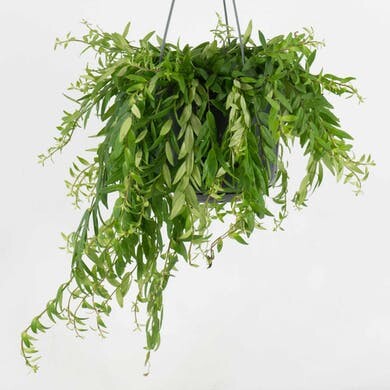 Plante Rouge à Lèvres
