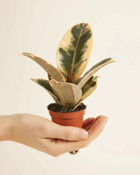 Acheter Ficus Tineke S (Figuier) en ligne | PLNTS.com