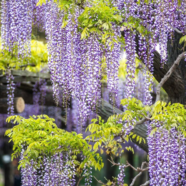 Glycine Toujours en fleurs