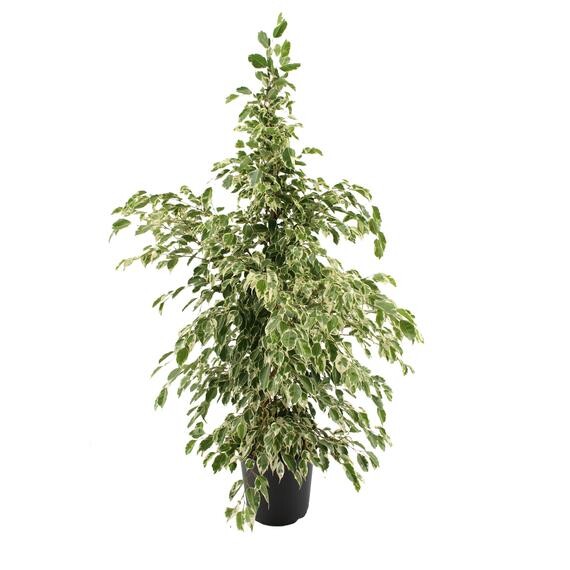 Figuier pleureur Ficus 'Twilight' XL